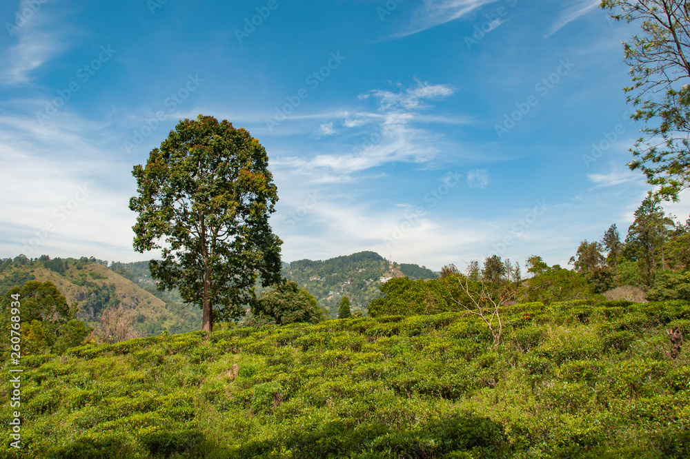 Tree in landscape of trea plantation close to little Adam's Peak in Sri Lanka