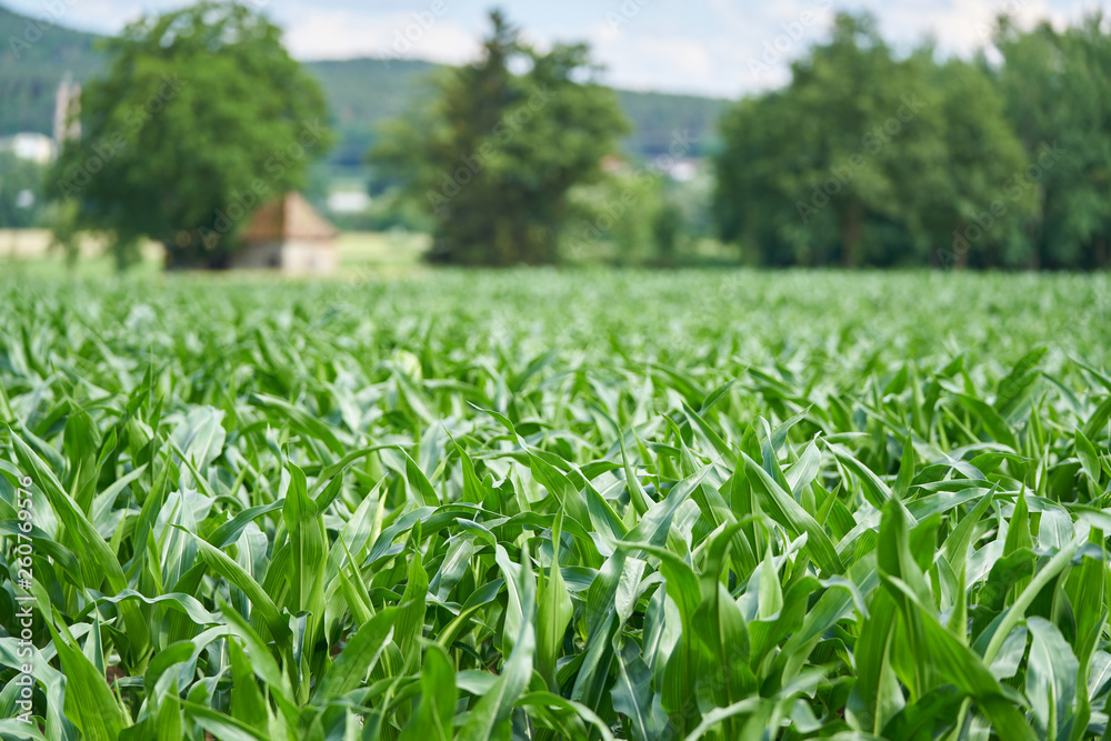 Green field of young corn with trees in the background Green field of young corn with trees in the background
