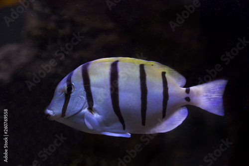 Acanthurus triostegus (convict tang, convict surgeonfish). photo