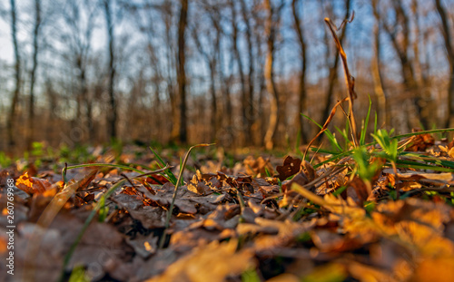 Early spring in the forest © b. Sergiu