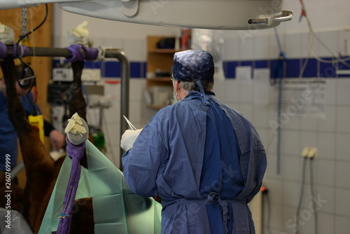 Tierische Operation. Veterinär wärend einer Kastration eines Hengstes von hinten