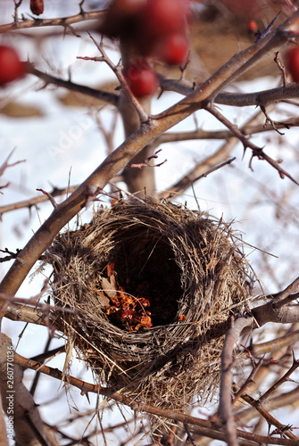 Empty old nest on bush of Crataegus (hawthorn, quickthorn, thornapple, May tree, whitethorn, hawberry) inside it, blurry snowy glade background