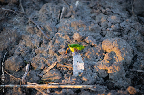 Young plants make their way from the ground to the sunlight