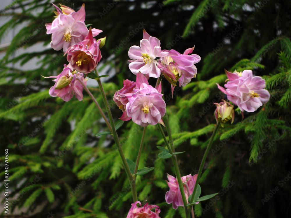 Fototapeta premium pink flowers in the garden
