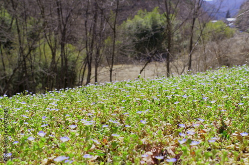 Persian speedwell  Bird s-eye