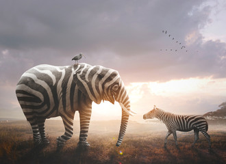Fototapete Zebra Elefant mit Zebrastreifen kreatives Motiv  © Kevin Carden