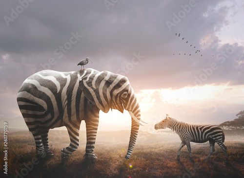 Elephant with zebra stripes