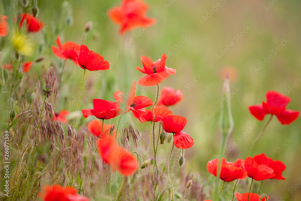 Obraz premium Red poppiees in yellow wheat field.
