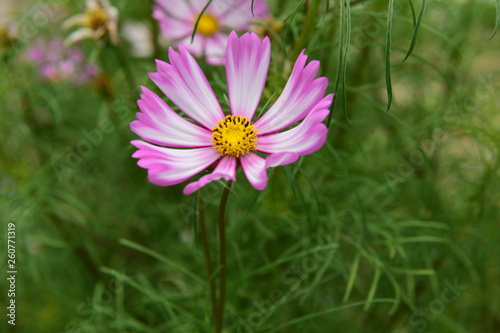 Beautiful Chrysanthemum Plants