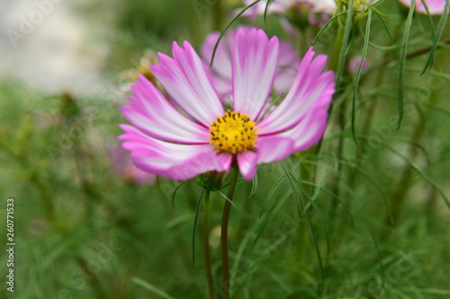 Beautiful Chrysanthemum Plants