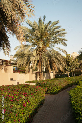 green park with palm tree and jogging path