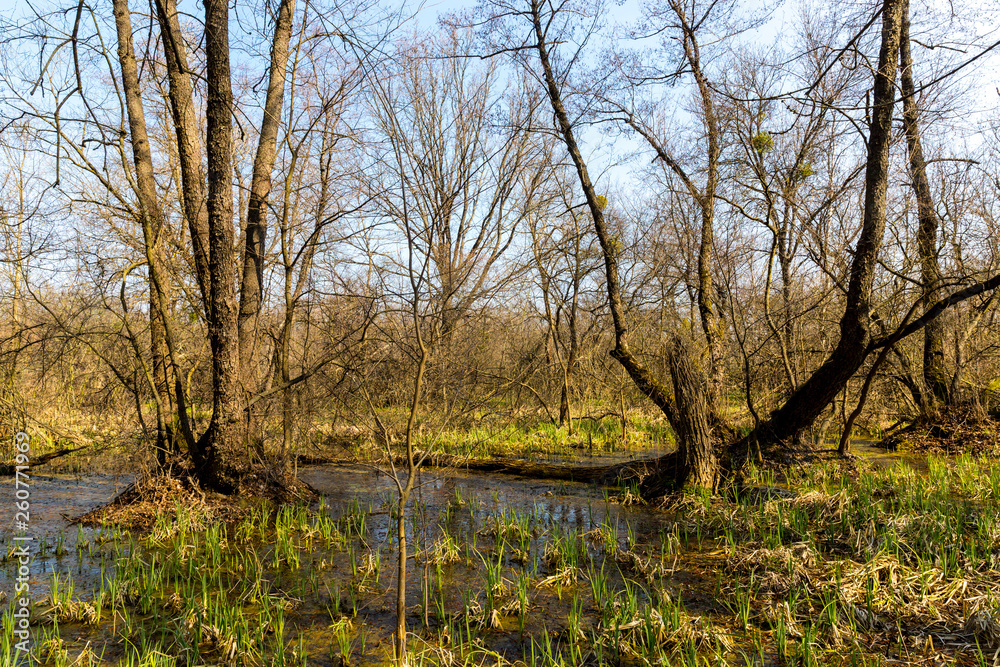 marsh in spring forest