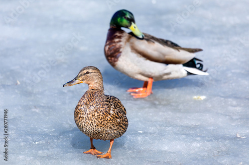 The duck and drake resting on the ice of city spring pond or lake in the sunny day