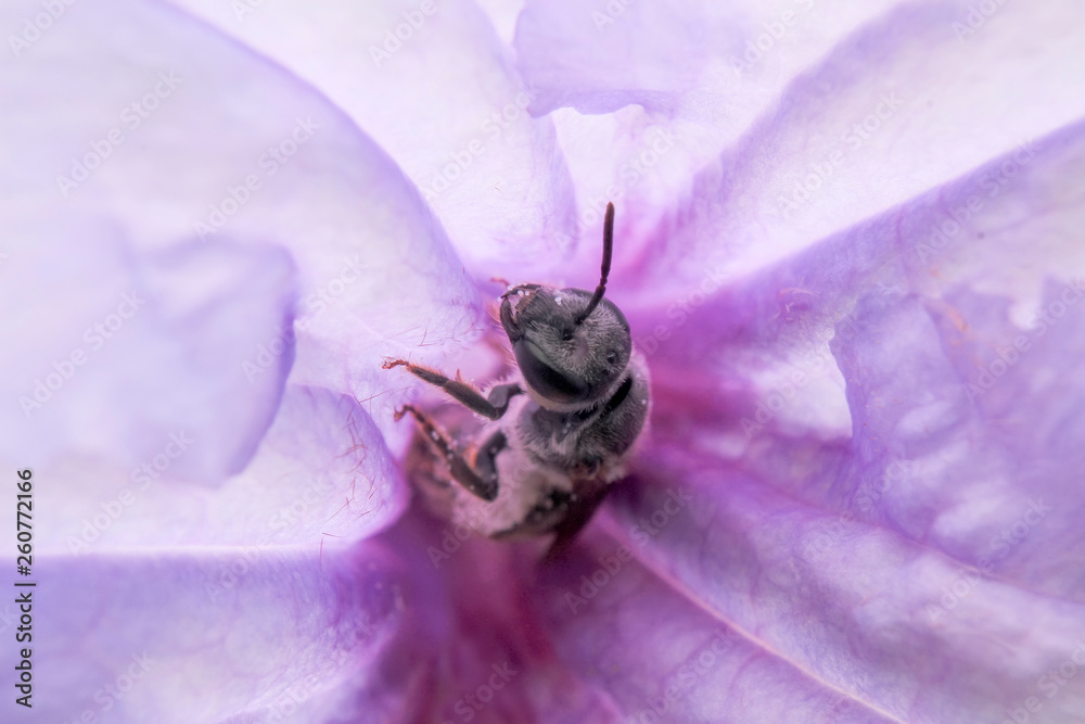 Naklejka premium bee in purple flower
