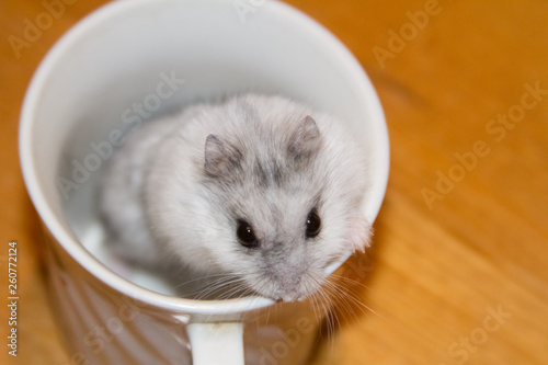 a small hamster, close-up