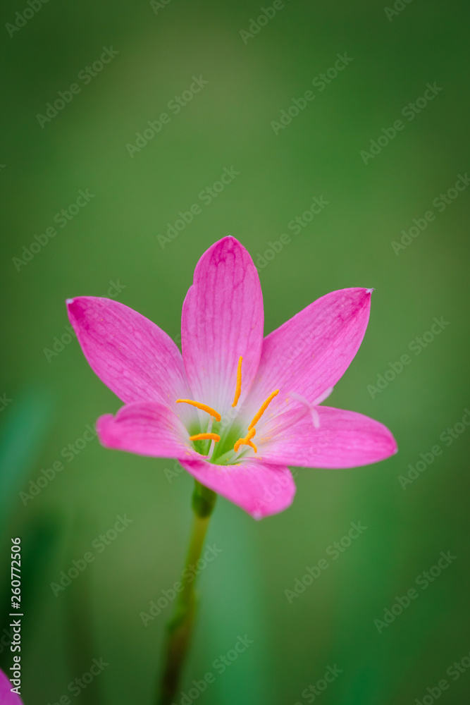 Fototapeta premium purple rain lily flower