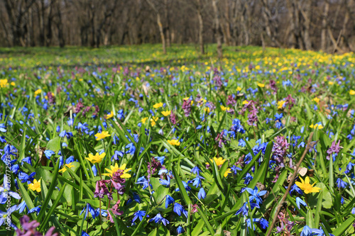 wild spring flowers on meadow