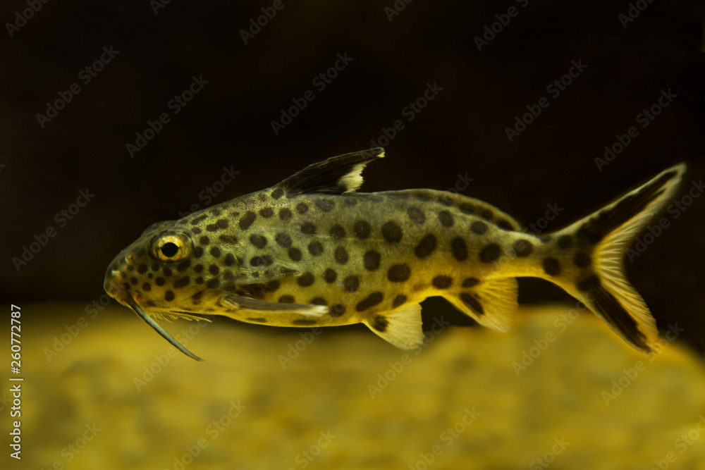 Upside-down catfish (Synodontis grandiops). Upside-down catfish (Synodontis grandiops).