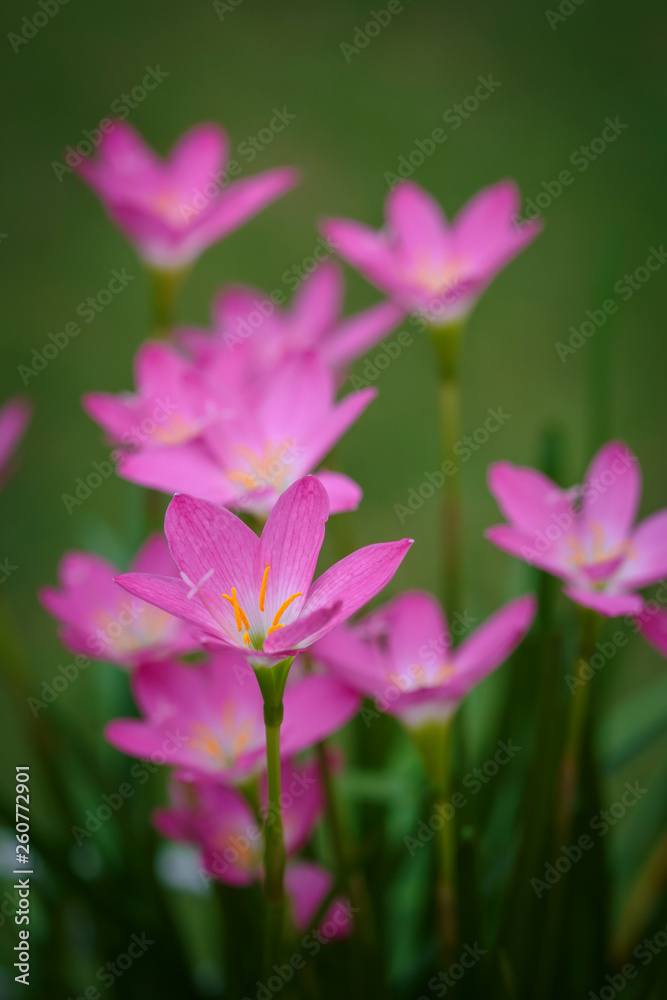 purple rain lily flower