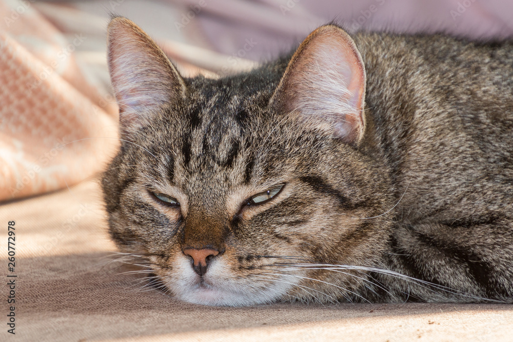 Close-up view of the cute sleepy cat face.