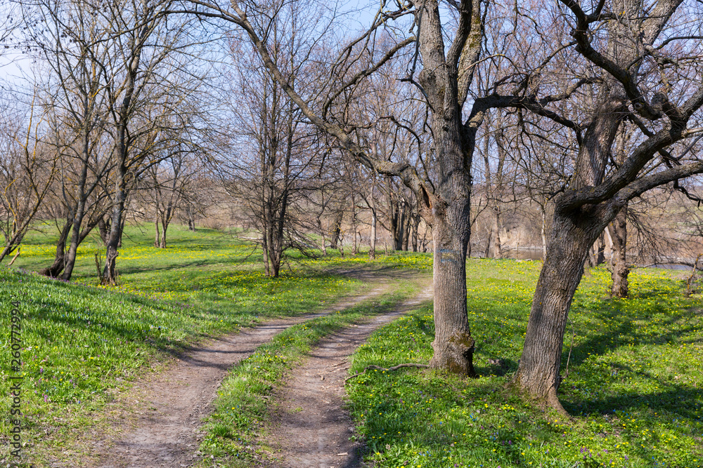 Obraz premium pathway among oak trees