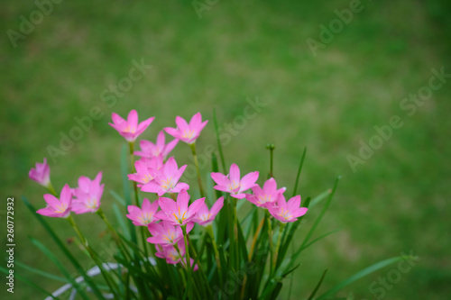 purple rain lily flower