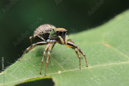 jumping spider exotic asian borneo