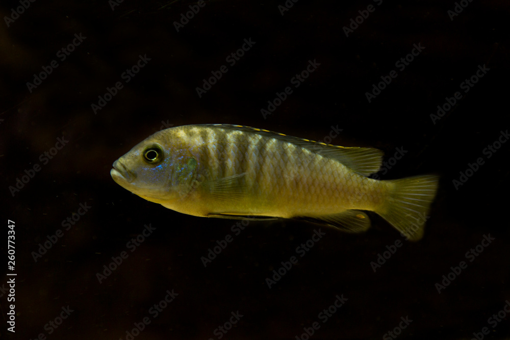 Lombardoi mbuna, kenyi mbuna, kennyi mbuna, kenyi cichlid (Maylandia lombardoi). Lombardoi mbuna, kenyi mbuna, kennyi mbuna, kenyi cichlid (Maylandia lombardoi).