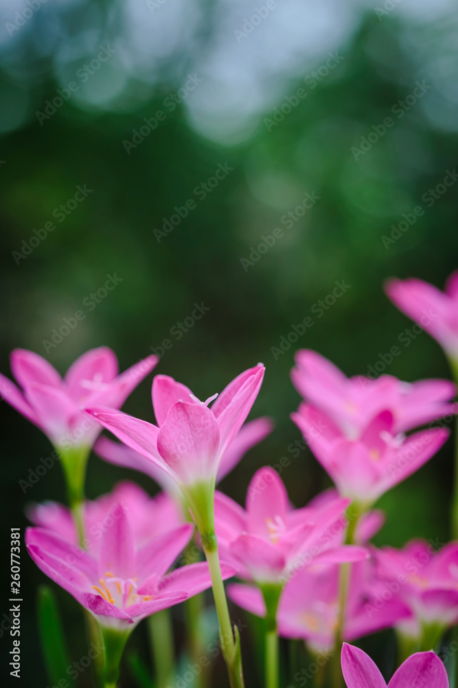 purple rain lily flower