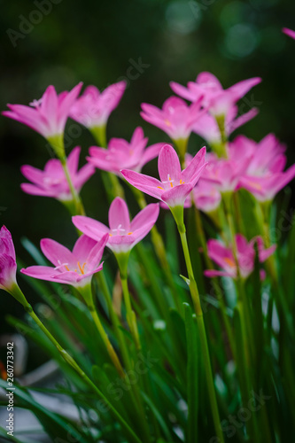 purple rain lily flower