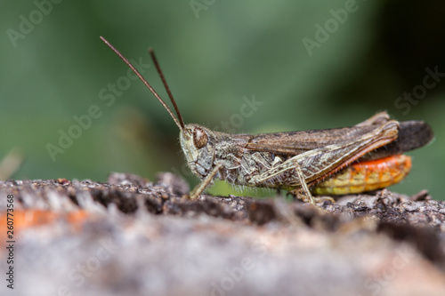 Field Grasshopper (Chorthippus brunneus) -male