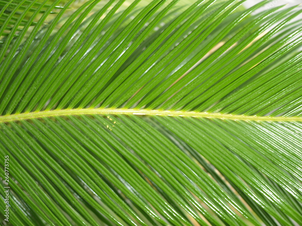 structure végétale structure végétale