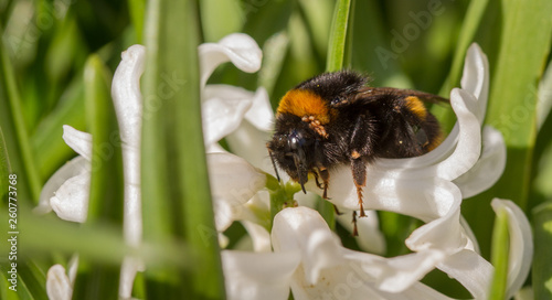 Bombus terrestri queen with her nest mites photo