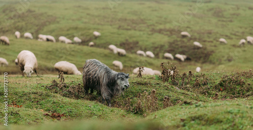 herd of sheep grazing on green meadows in the mountains of the Caucasus in foggy day