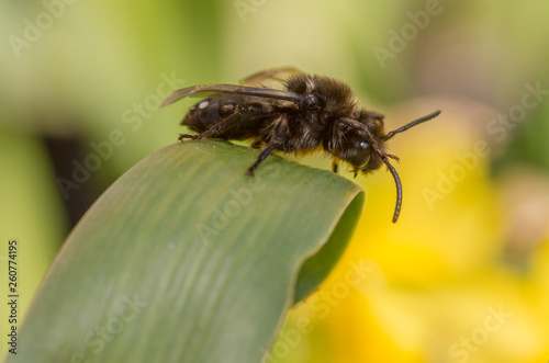 Melecta albifrons cuckoo bee © Mark