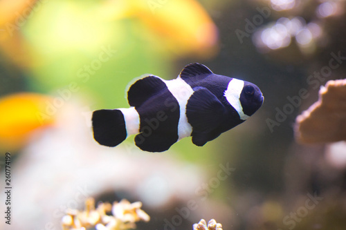  Ocellaris clownfish, false percula clownfish,  common clownfish (Amphiprion ocellaris).