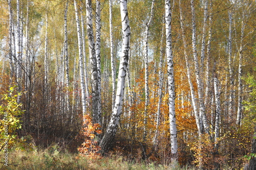 Fototapeta Naklejka Na Ścianę i Meble -  beautiful scene with birches in  in october among other birches in birch grove