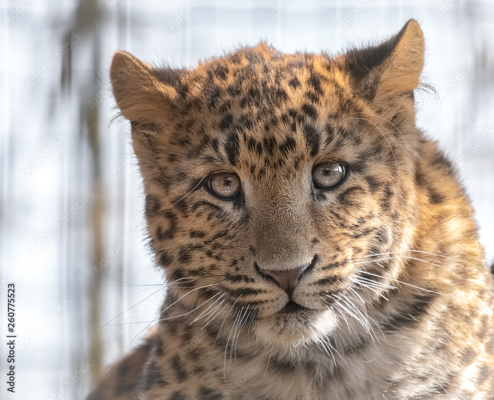 Fototapeta premium Junger Leopard