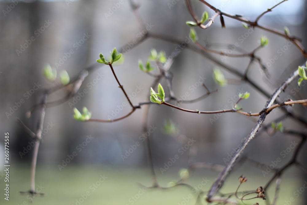 tree branches