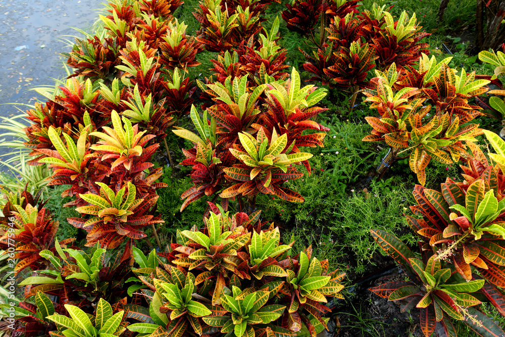 Obraz premium close up tree in pot
