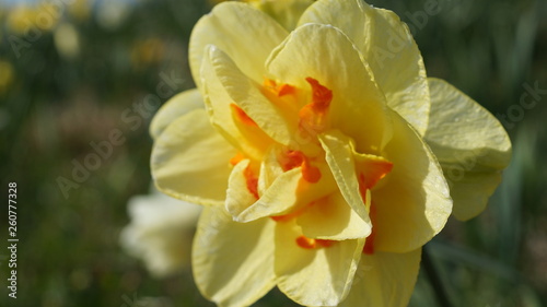 Narcissus yellow flower