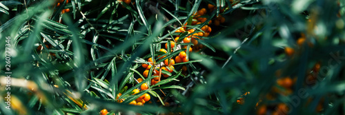 sea buckthorn panorama photo