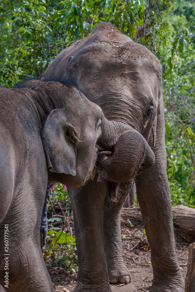 Fototapeta premium Group of elephants
