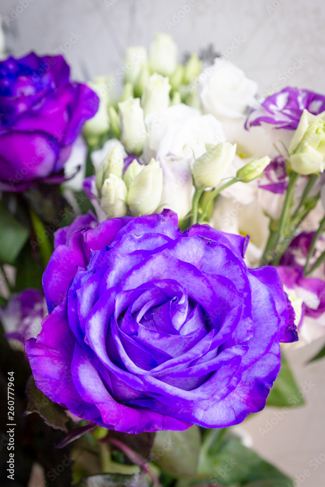 Beautiful lush purple rose flower in full bloom Beautiful lush purple rose flower in full bloom