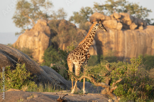 Photography Giraffe