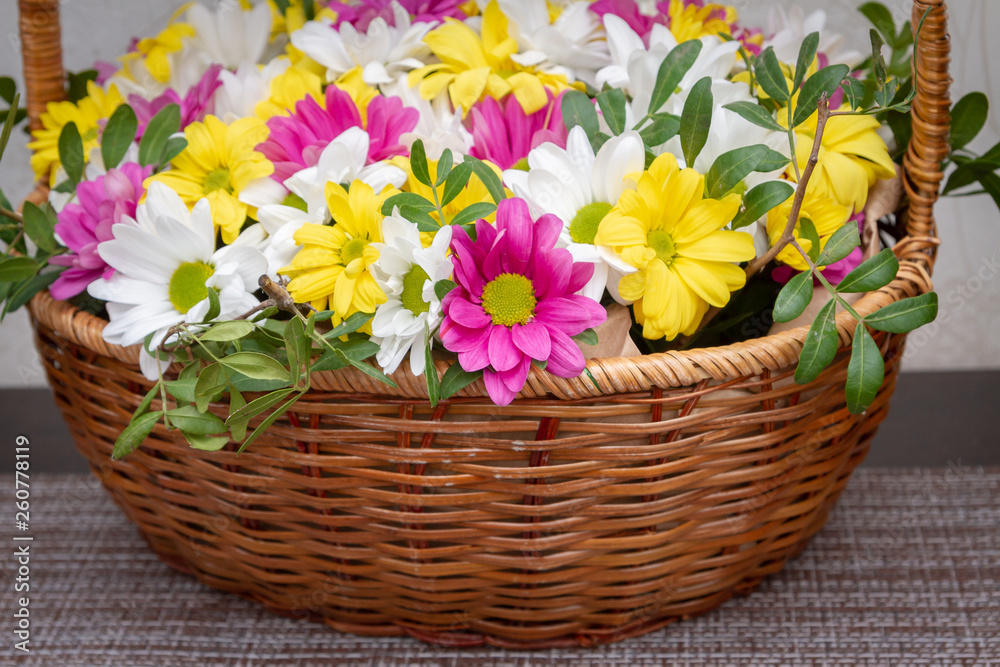 Beautiful colorful chrysanthemum flowers in a wicker basket