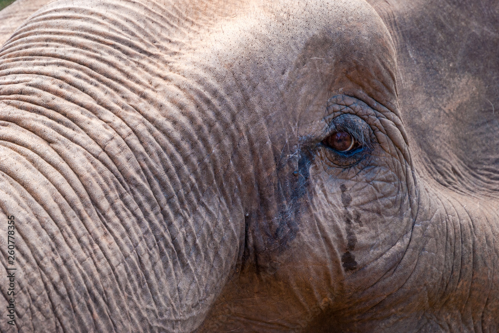 Fototapeta premium Elephant eye, close up