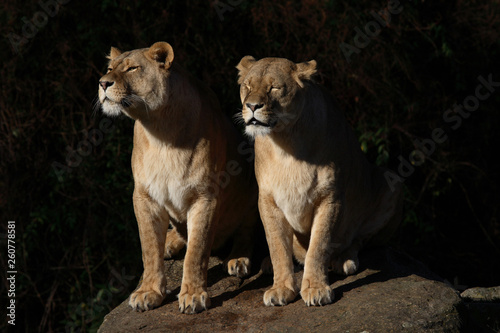 Afrikanischer Löwe / African Lion / Panthera leo © Ludwig