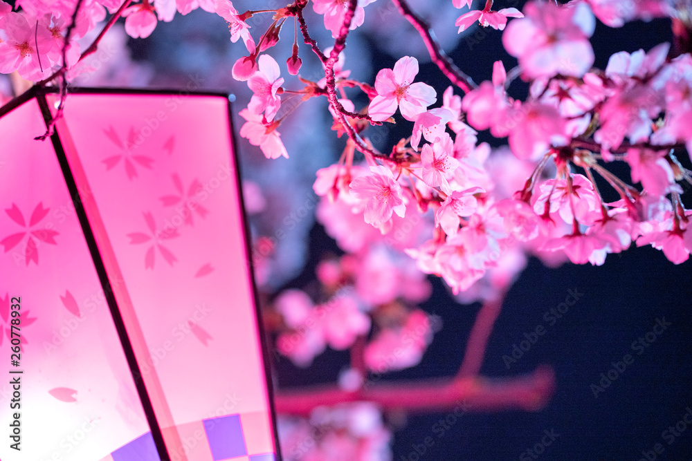 Fototapeta premium 桜と提灯