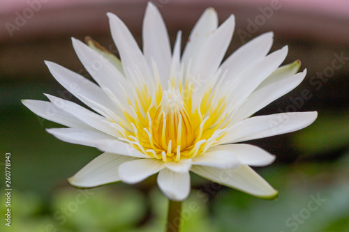 Fototapeta Naklejka Na Ścianę i Meble -  White lotus